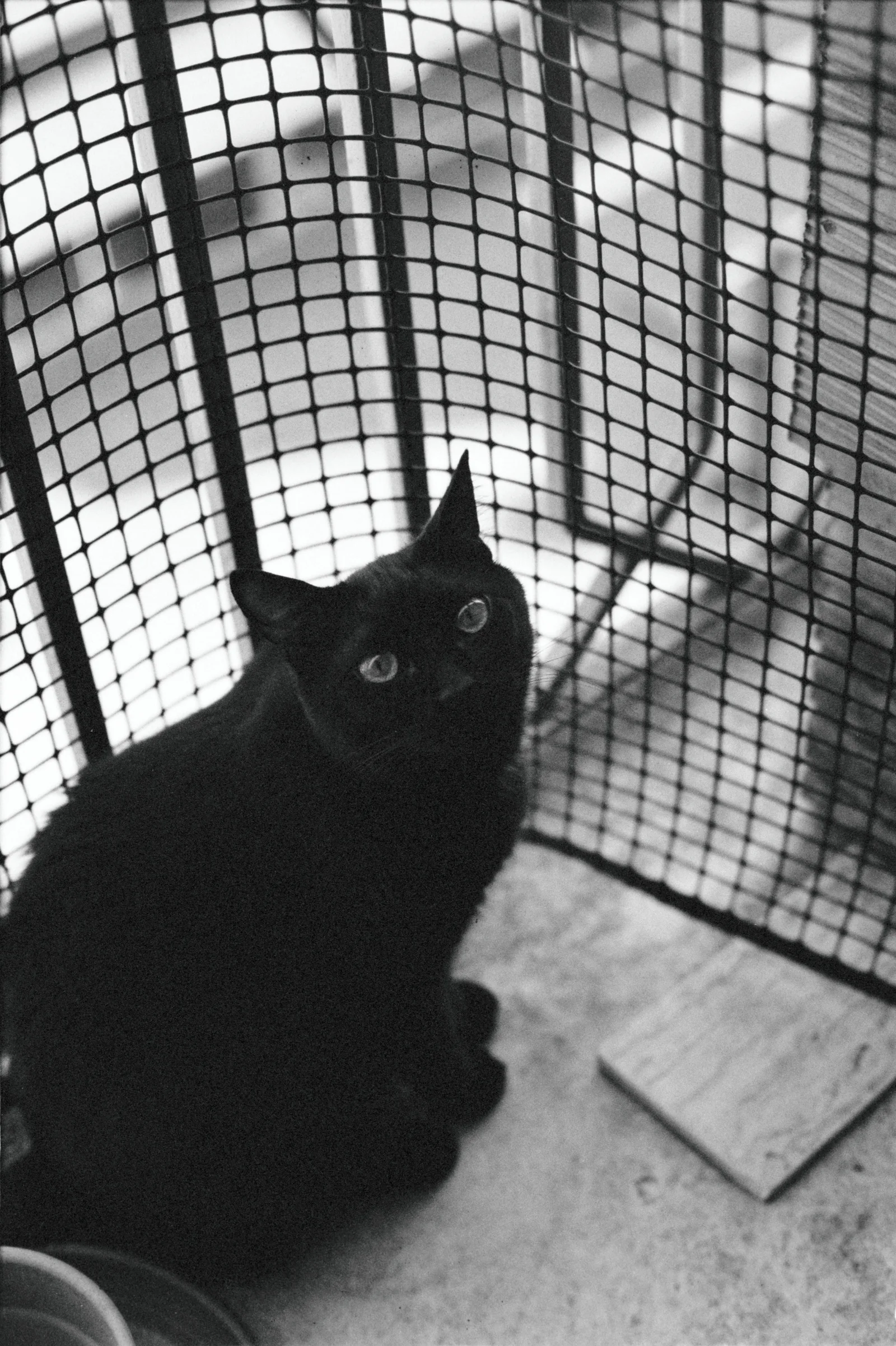 Diary, black and white — 8