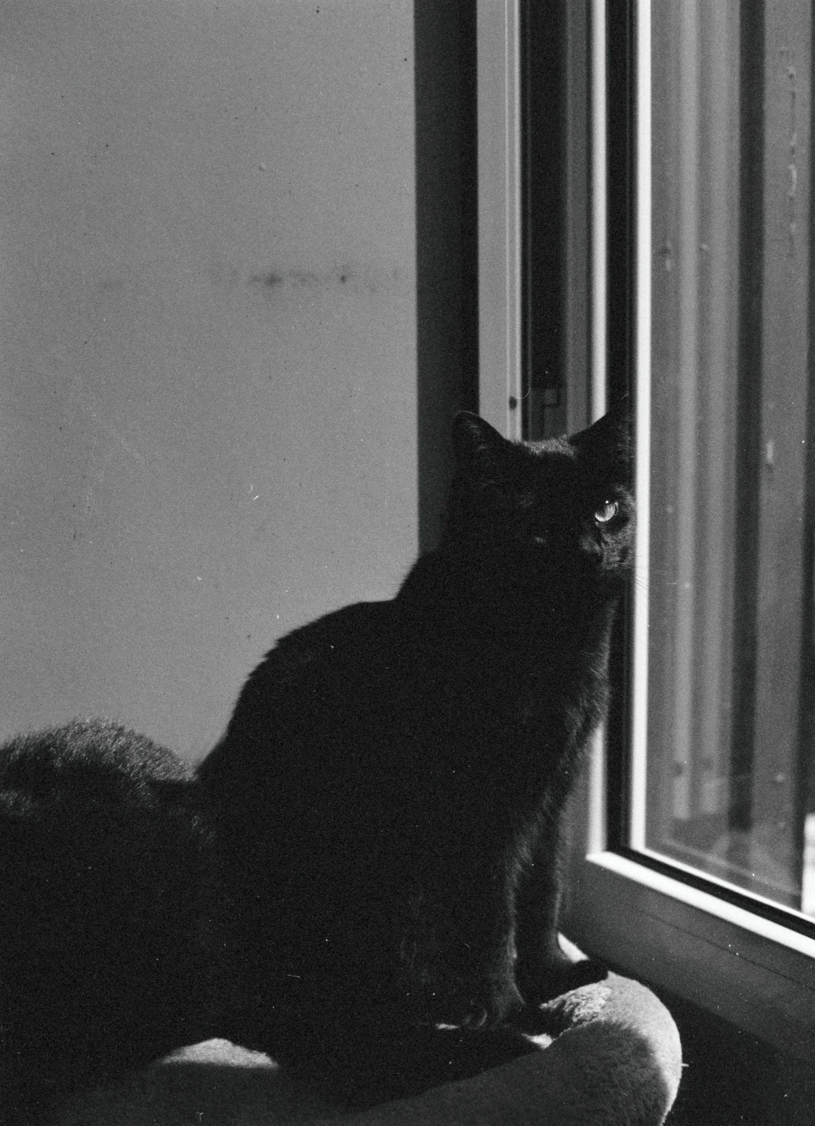 Diary, black and white — 7