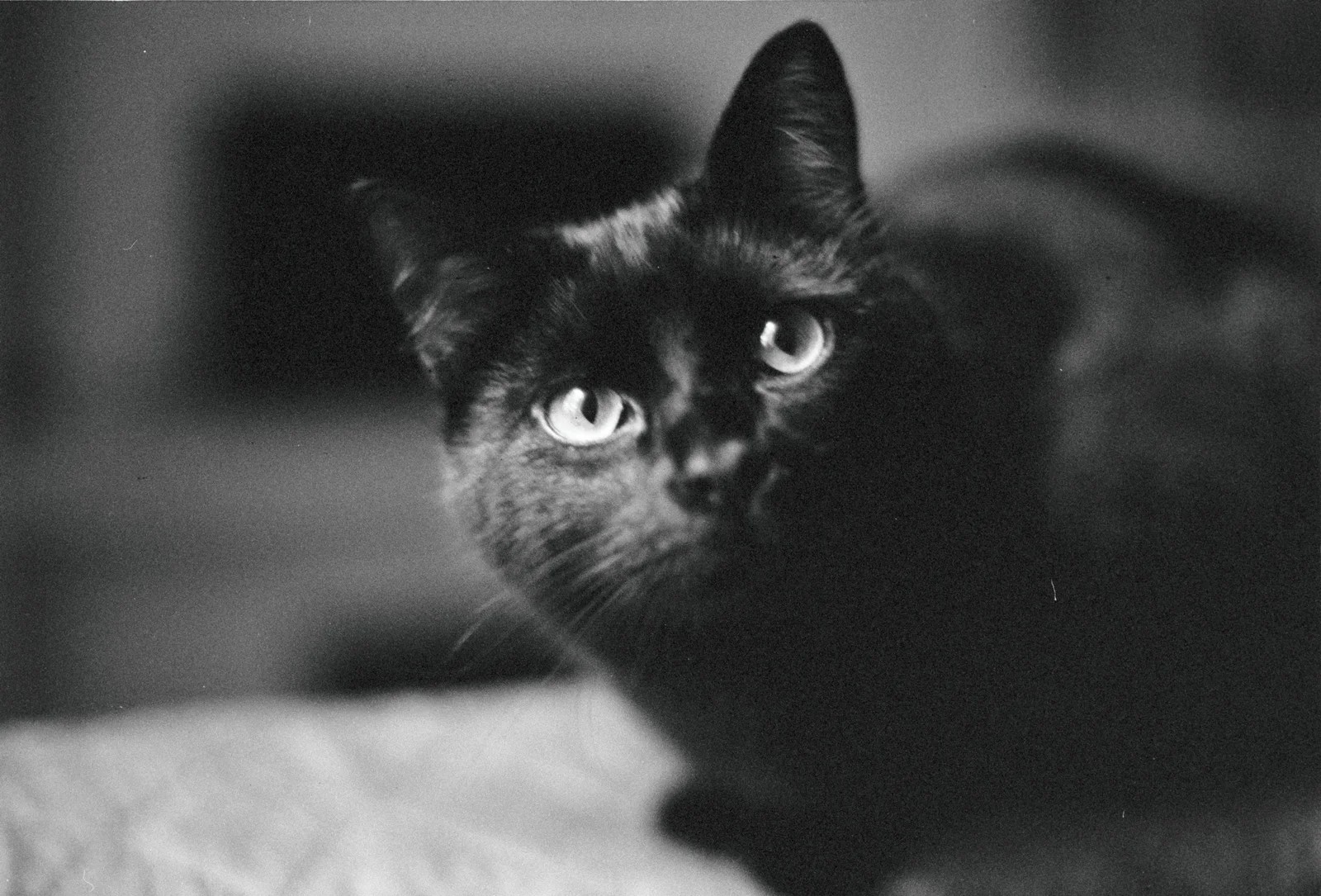 Diary, black and white — 5