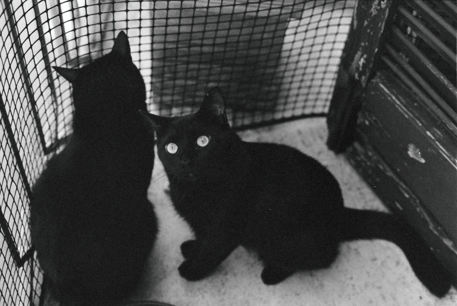 Diary, black and white — 4