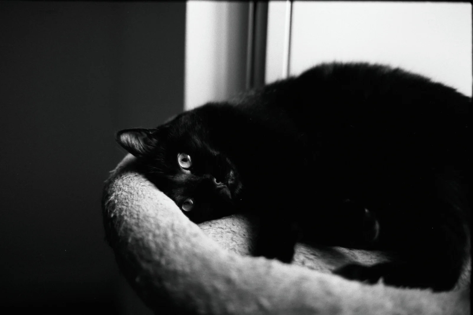 Diary, black and white — 3