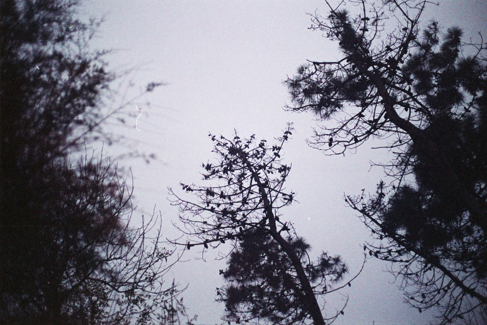 Diary, color — 105