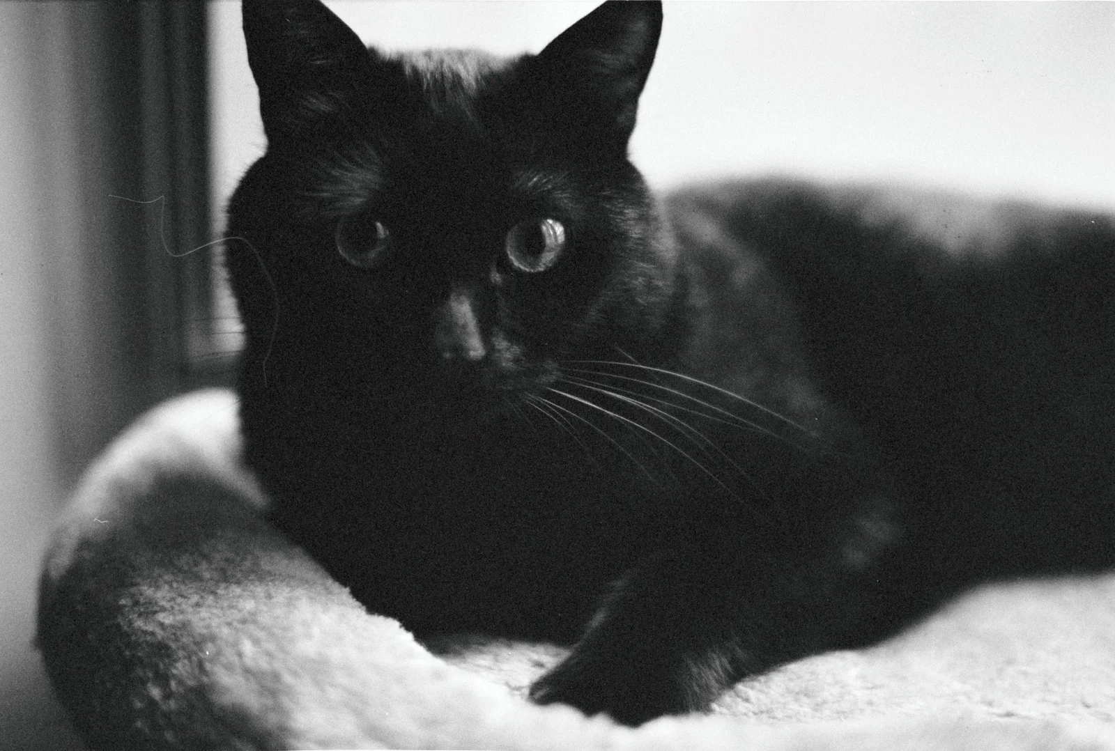 Diary, black and white — 2