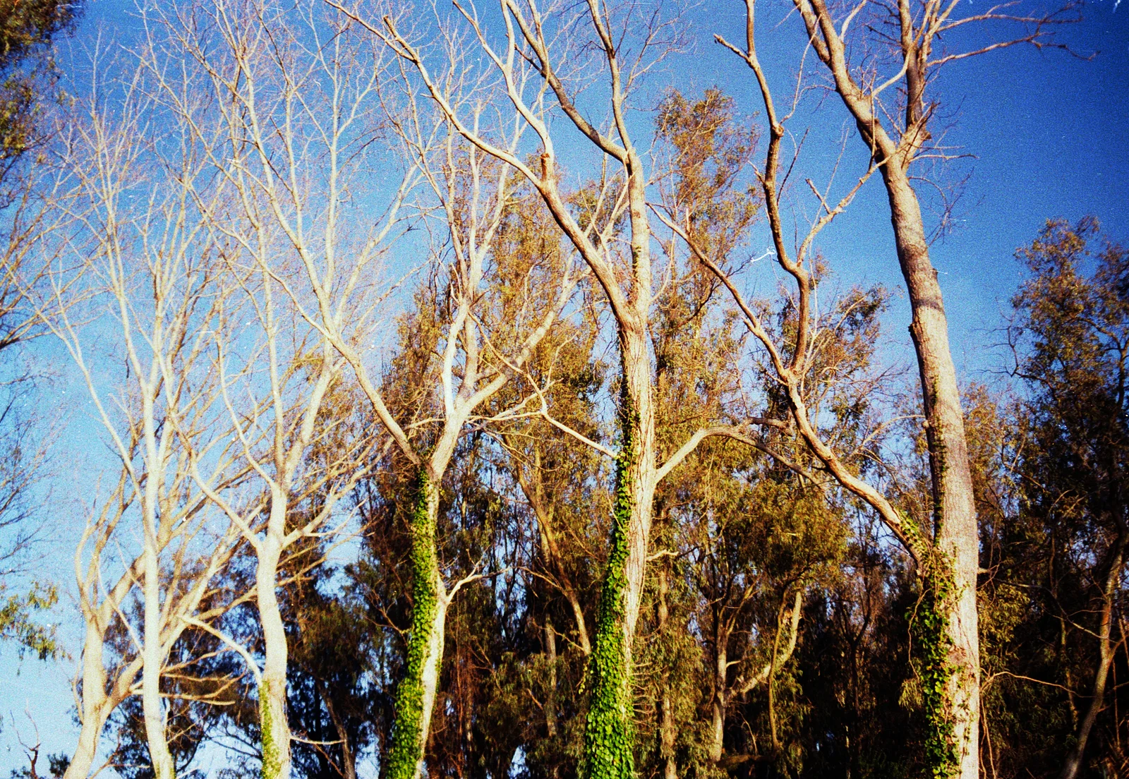 Diary, color — 76