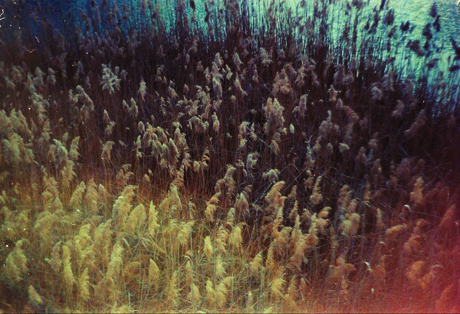 Diary, color — 68