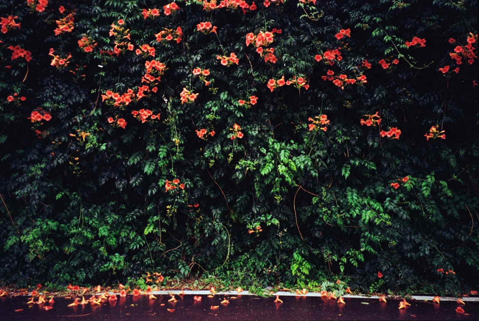 Diary, color — 13