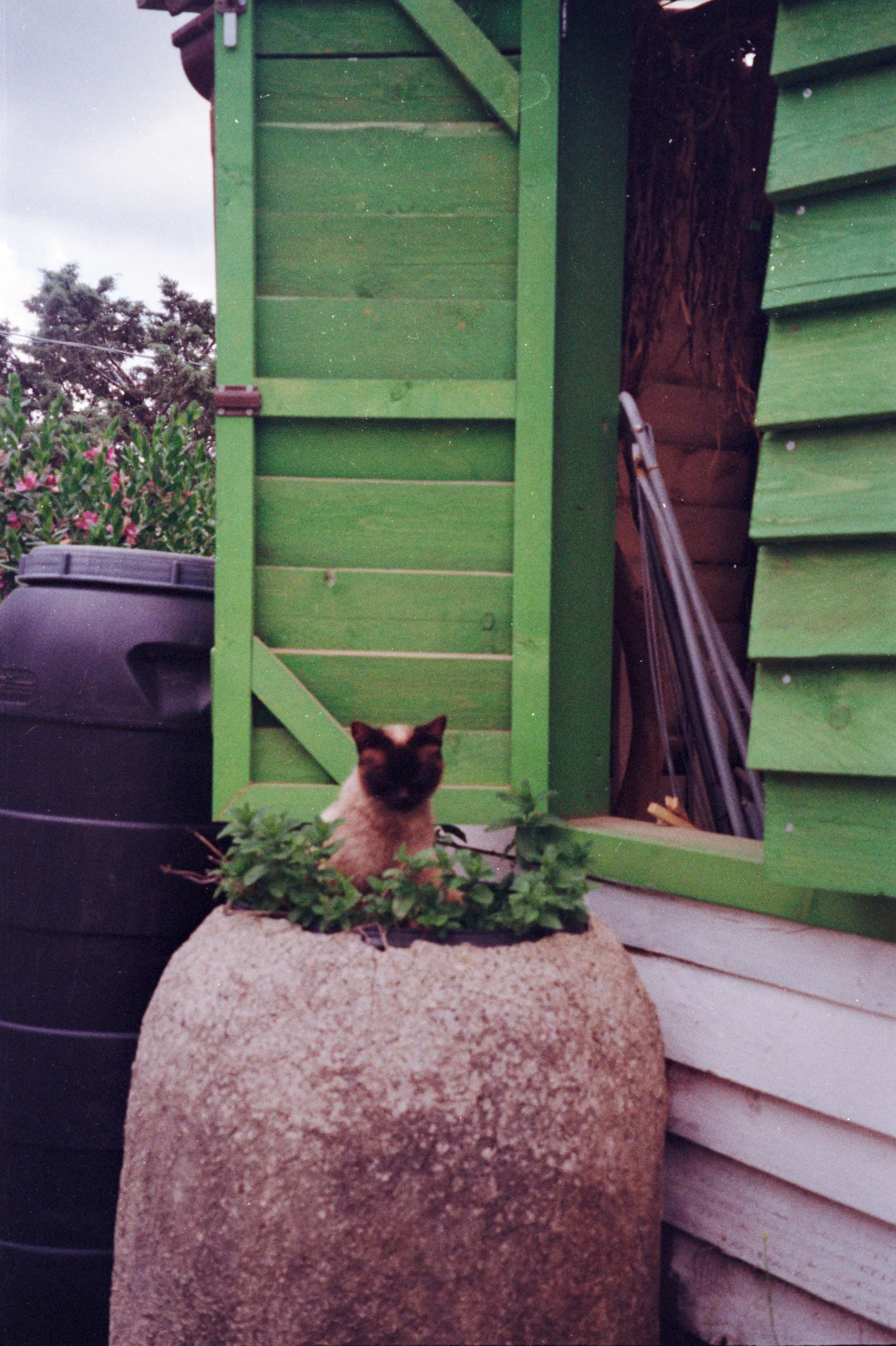 Diary, color — 6