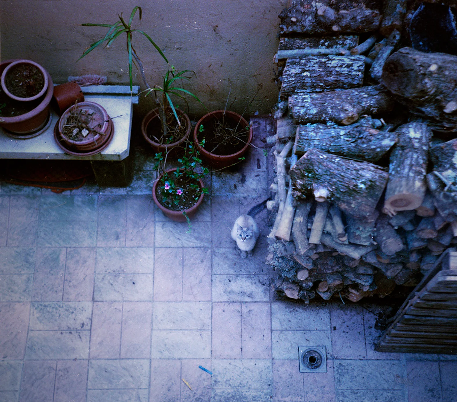 Diary, color — 202