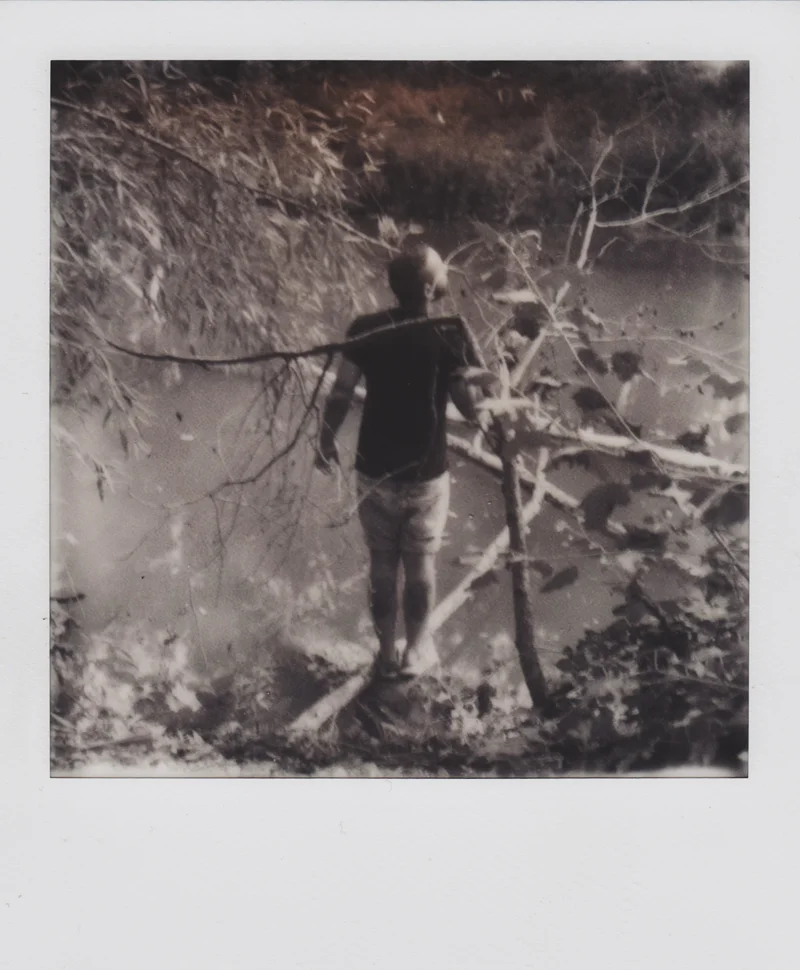A forest, 2012